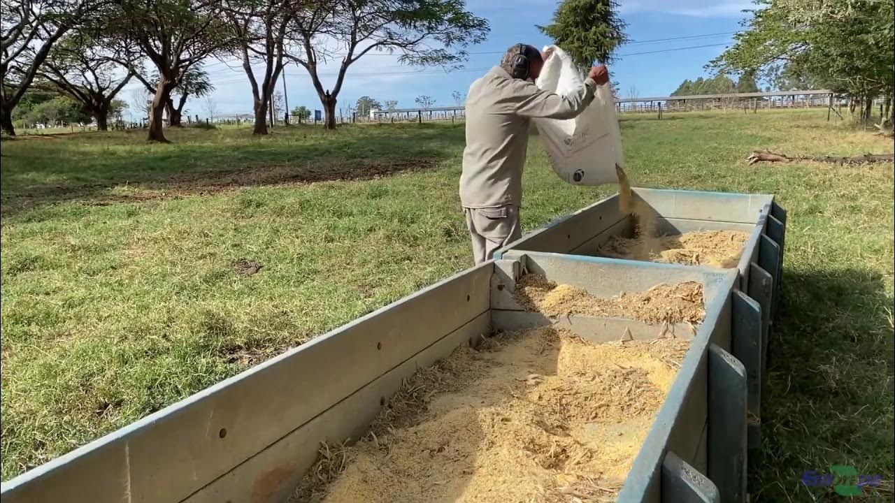 Nutrição de precisão alia produção e sustentabilidade na pecuária leiteira - homem cocho racao