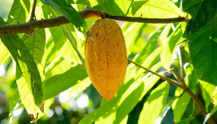Programa Nestlé Cocoa Plan atua na transformação da cultura do cacau no Brasil