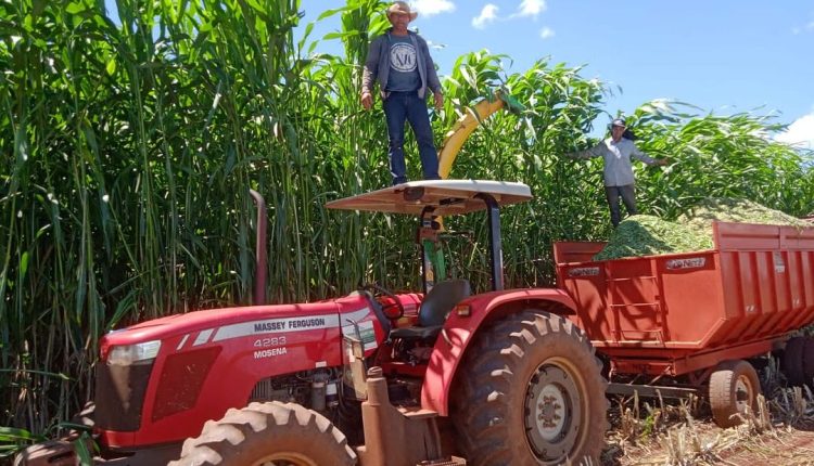 Sorgão Gigante Silageiro é opção para o gado na seca, veja dicas de especialista