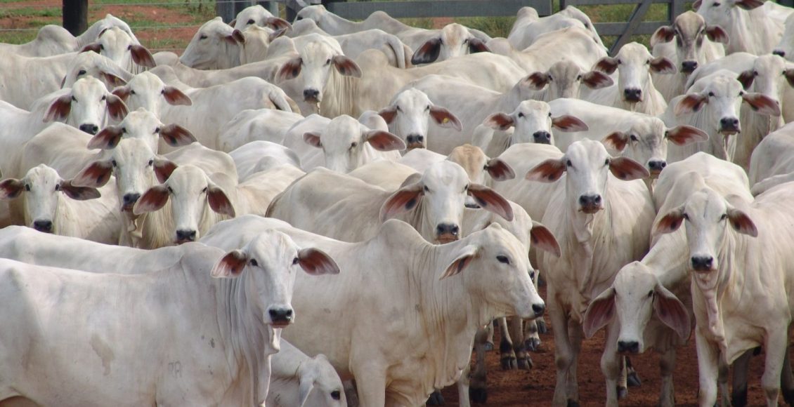 abs pecplan - gado nelore -genetica zebuina durante a expozebu 2023