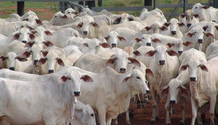 abs pecplan - gado nelore -genetica zebuina durante a expozebu 2023