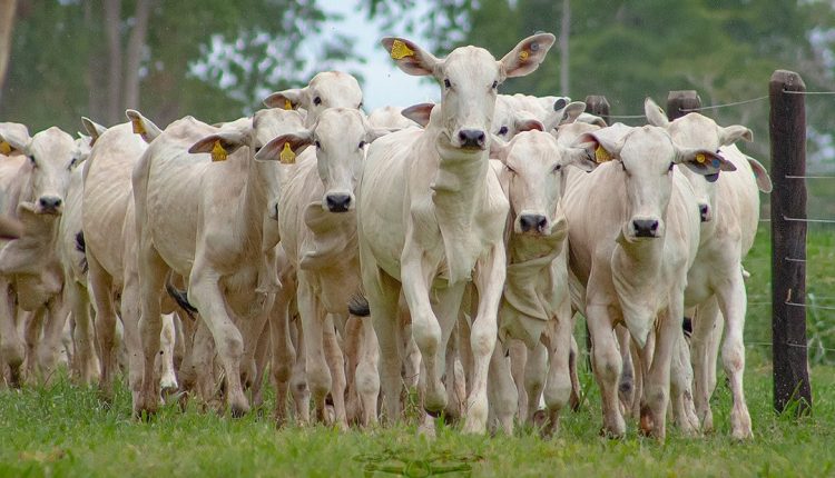 bezerrada nelore correndo com brincos eletronicos em evidencia