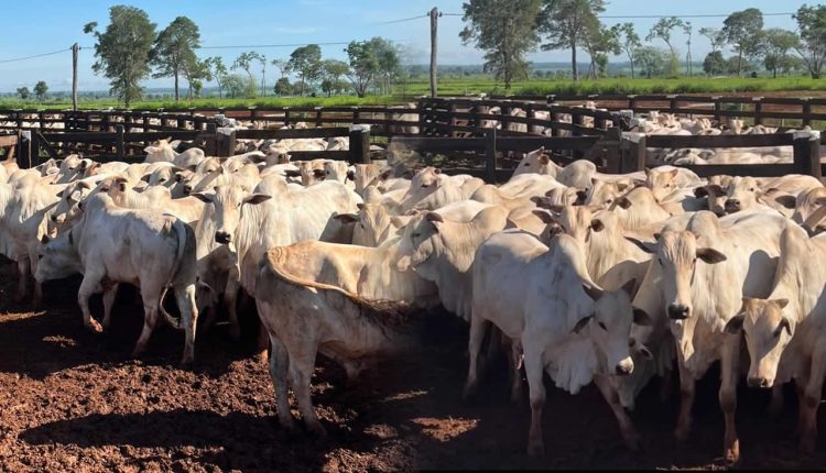 Fazenda Vô Anizio, em Dois Irmãos do Buriti, Mato Grosso do Sul