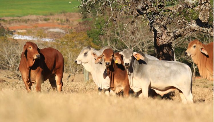 Associação de Brahman celebra 30 anos com selo comemorativo