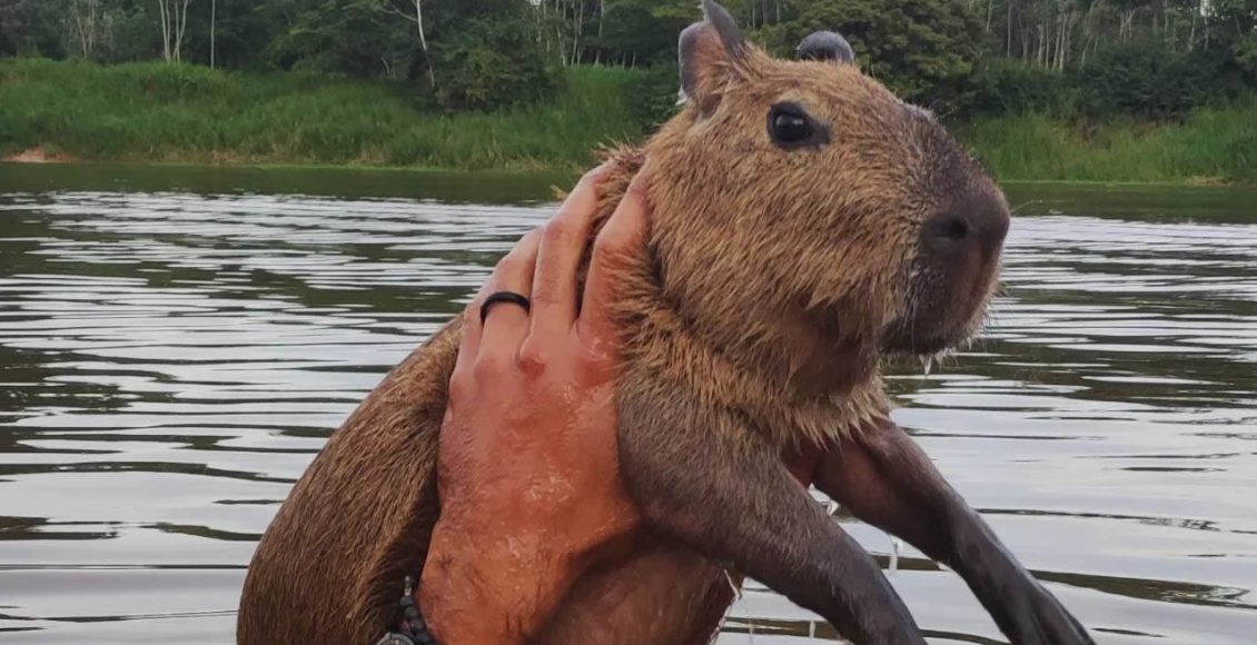 Capivara Filó: uma discussão sobre dignidade animal - 16/05/2023