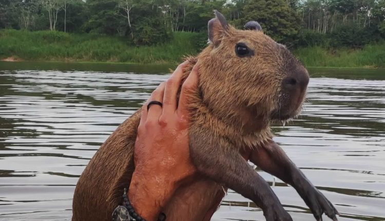 capivara filo - agenor tupinamba