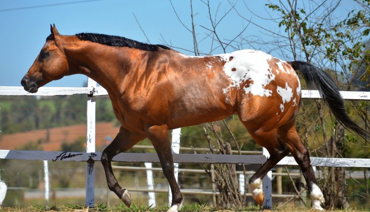 cavalo da raca appaloosa - SPANISH COLOR