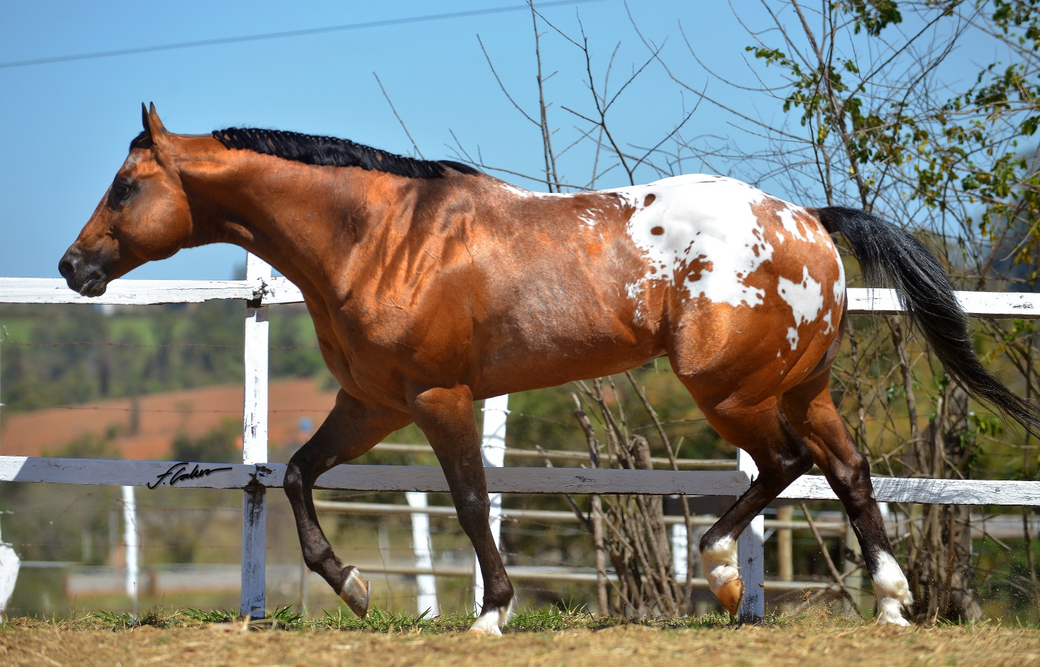 Quer um Appaloosa? Saiba um pouco sobre essa raça de cavalo então