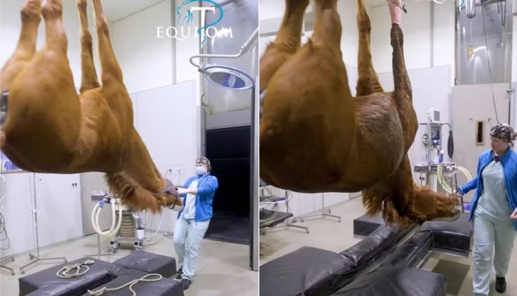 cavalo passa por procedimento cirugico