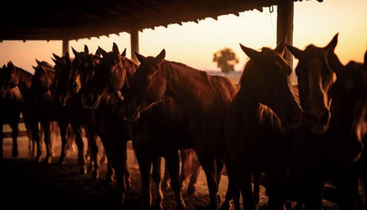 cavalos quarto de milha na fazenda gruta azul