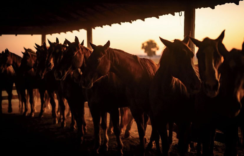 cavalos quarto de milha na fazenda gruta azul