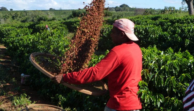 colheita cafe feita por trabalhador rural