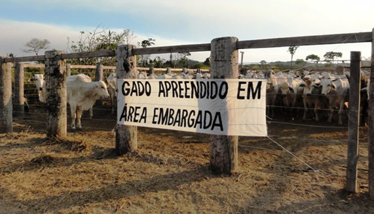 gado apreendido em ara embargada