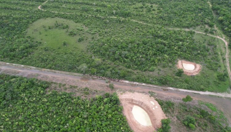 Imagens captadas pelo drone flagraram a entrada irregular de gado contrabandeado da Bolívia. Animais estavam sendo levados por dentro de fazendas vizinhas