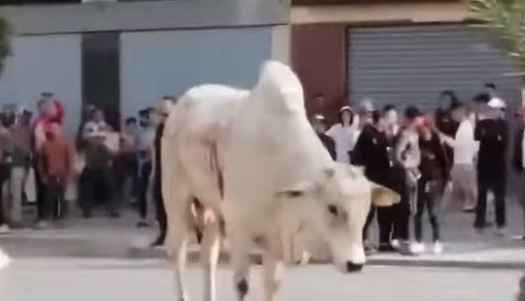gado vivo exportado para marrocos