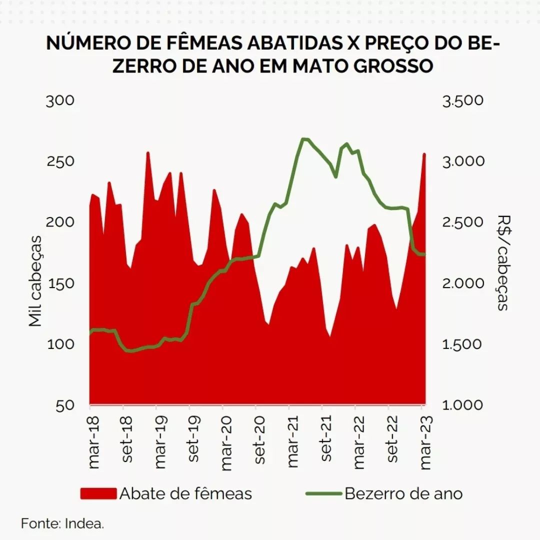 grafico de abate de femeas no mato grosso em 2023