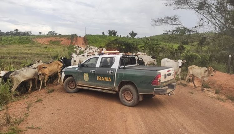 ibama sobre gado embargado no amazonas