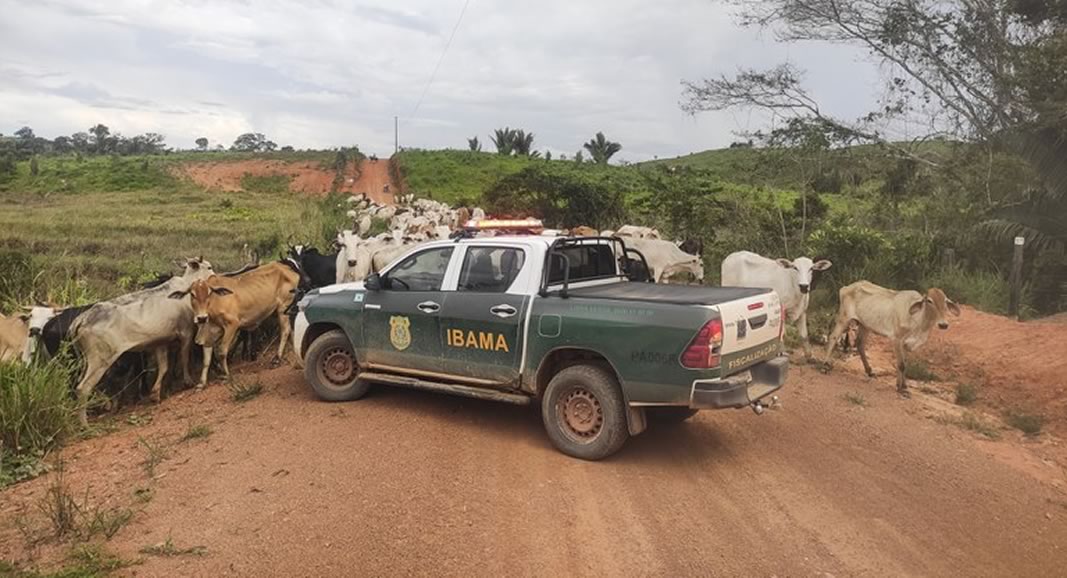 ibama sobre gado embargado no amazonas