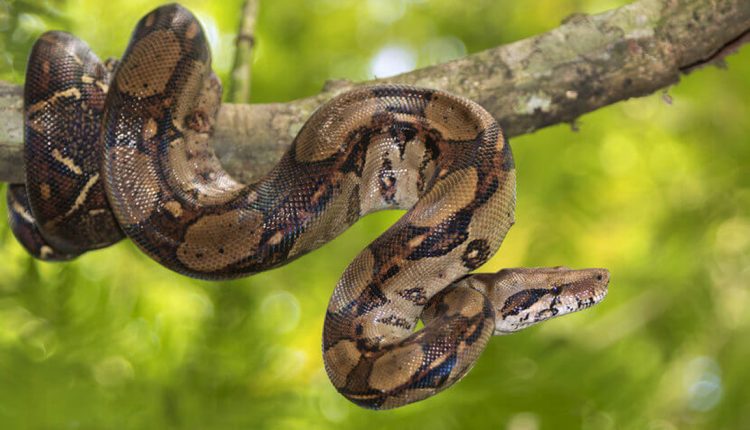 jiboia - especie da fauna brasileira