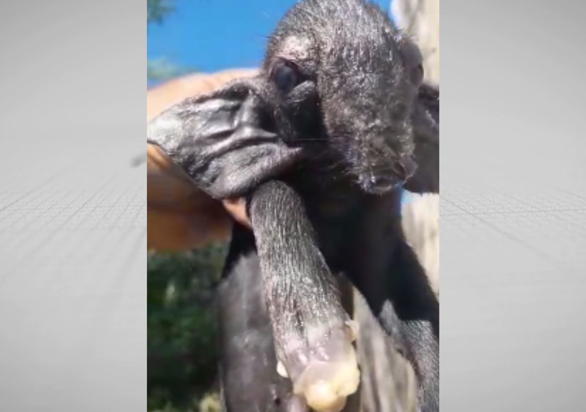 Jumento transando com a porca - skybox.in.ua