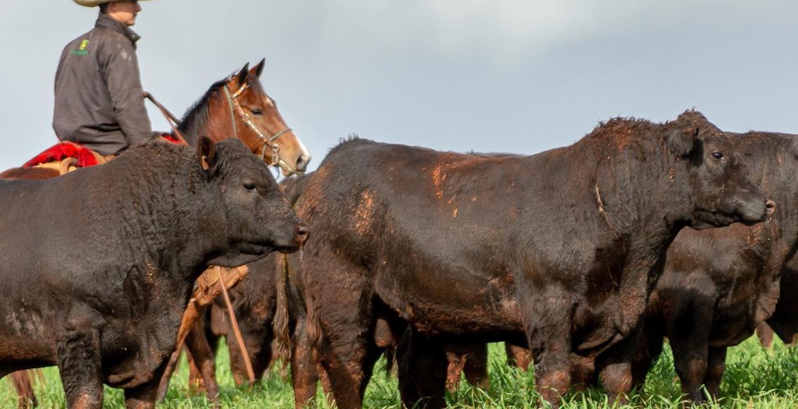 touros angus - angus rio da paz