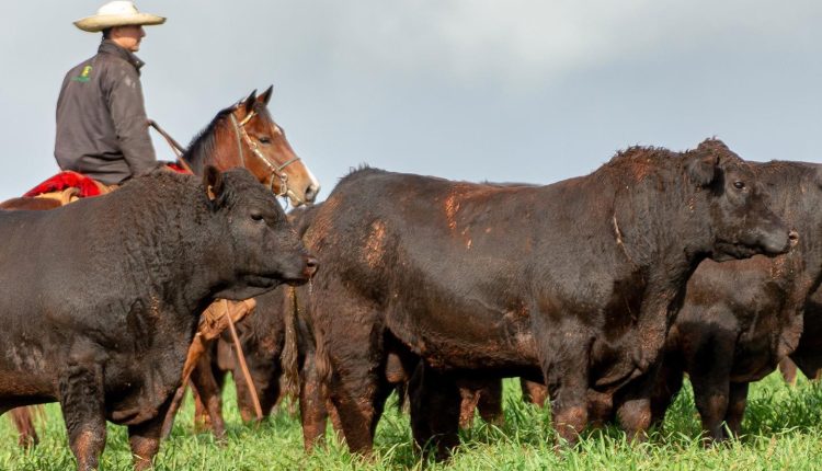 touros angus - angus rio da paz