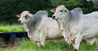 touros nelore po a campo - fundo mata floresta