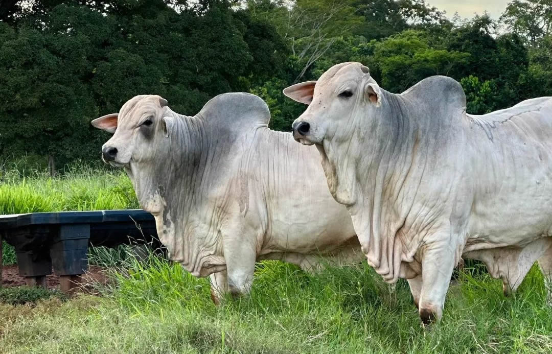 touros nelore po a campo - fundo mata floresta