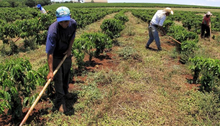 trabalhadores rurais fazendo a limpeza no cafezal - cafe