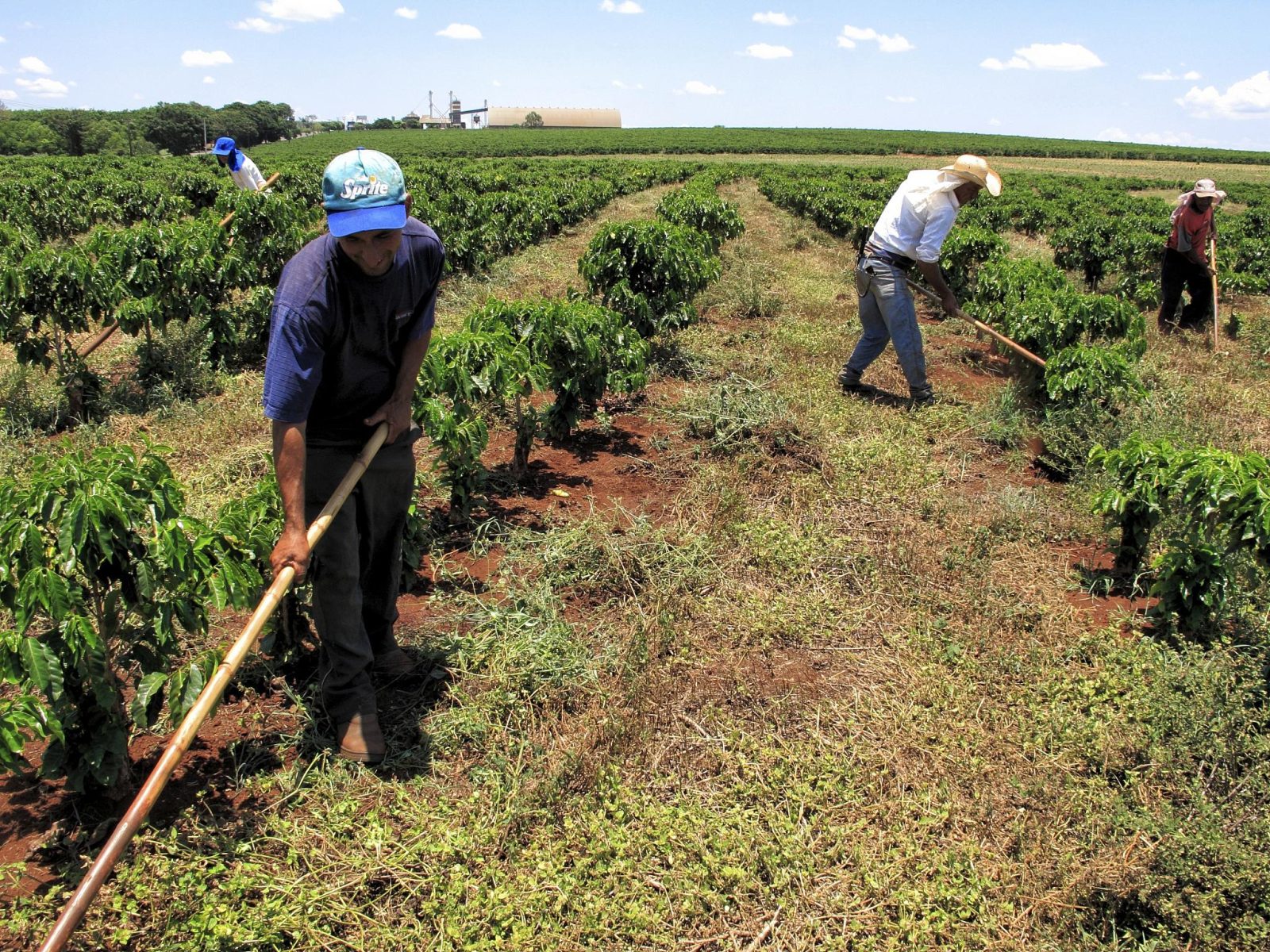 trabalhadores rurais fazendo a limpeza no cafezal - cafe