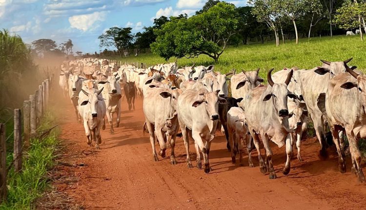 vacada-nelore-na-estrada-comitiva-bezerros-vacada-de-cria