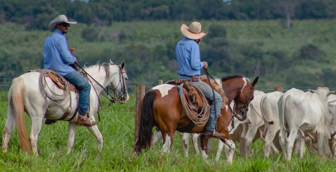 vaqueiros tocando o gado nelore de recria no pasto