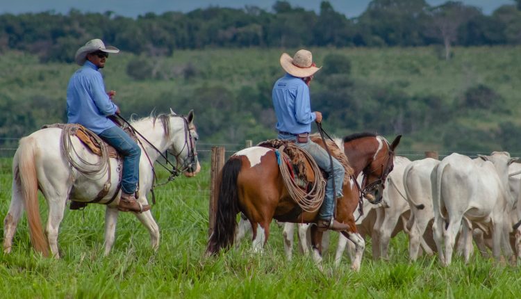 vaqueiros tocando o gado nelore de recria no pasto