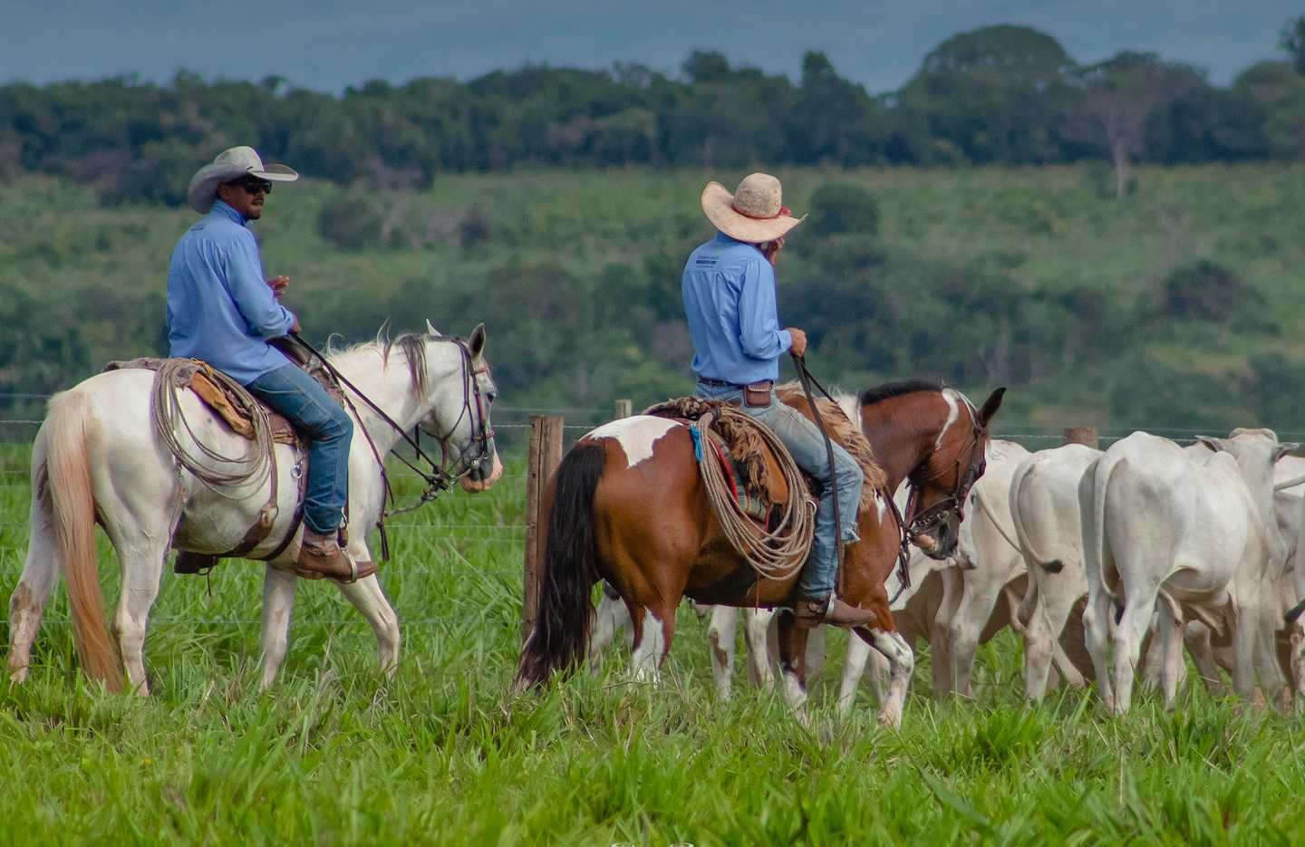 vaqueiros tocando o gado nelore de recria no pasto - Chuvas trazem perspectiva de bom desempenho na recria do gado