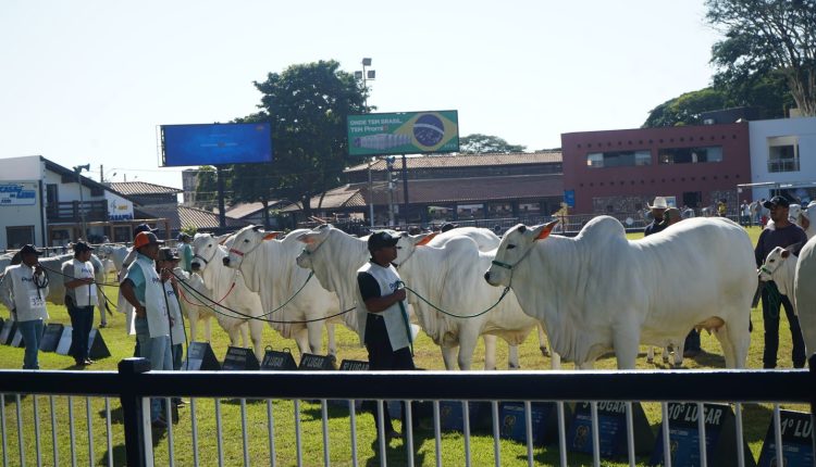 ACNB-Os-melhores-da-raca-Nelore-na-88-Expozebu-em-Uberaba-foto-ABCZ