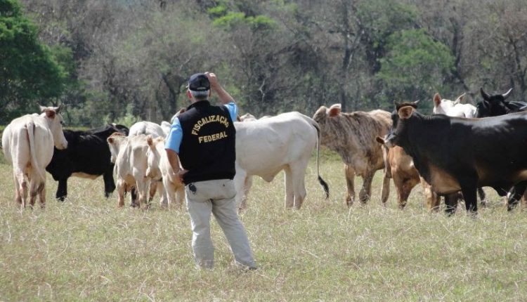 Brasil avança no programa de vigilância para a febre aftosa