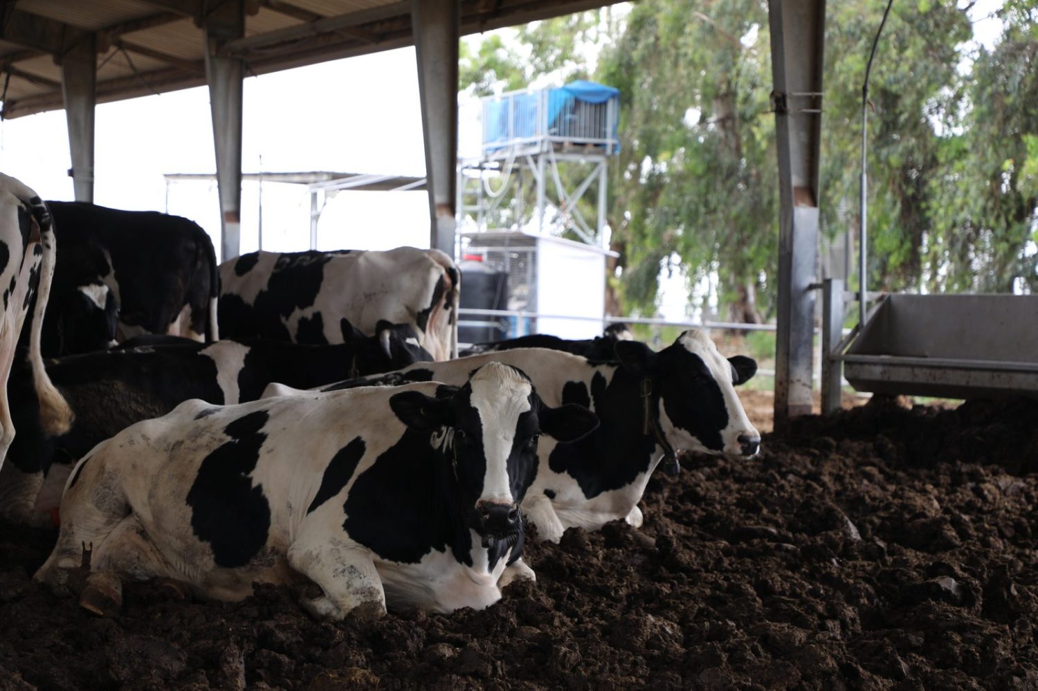 Brasileiros vão conhecer técnica de Israel para produzir alimentos no deserto