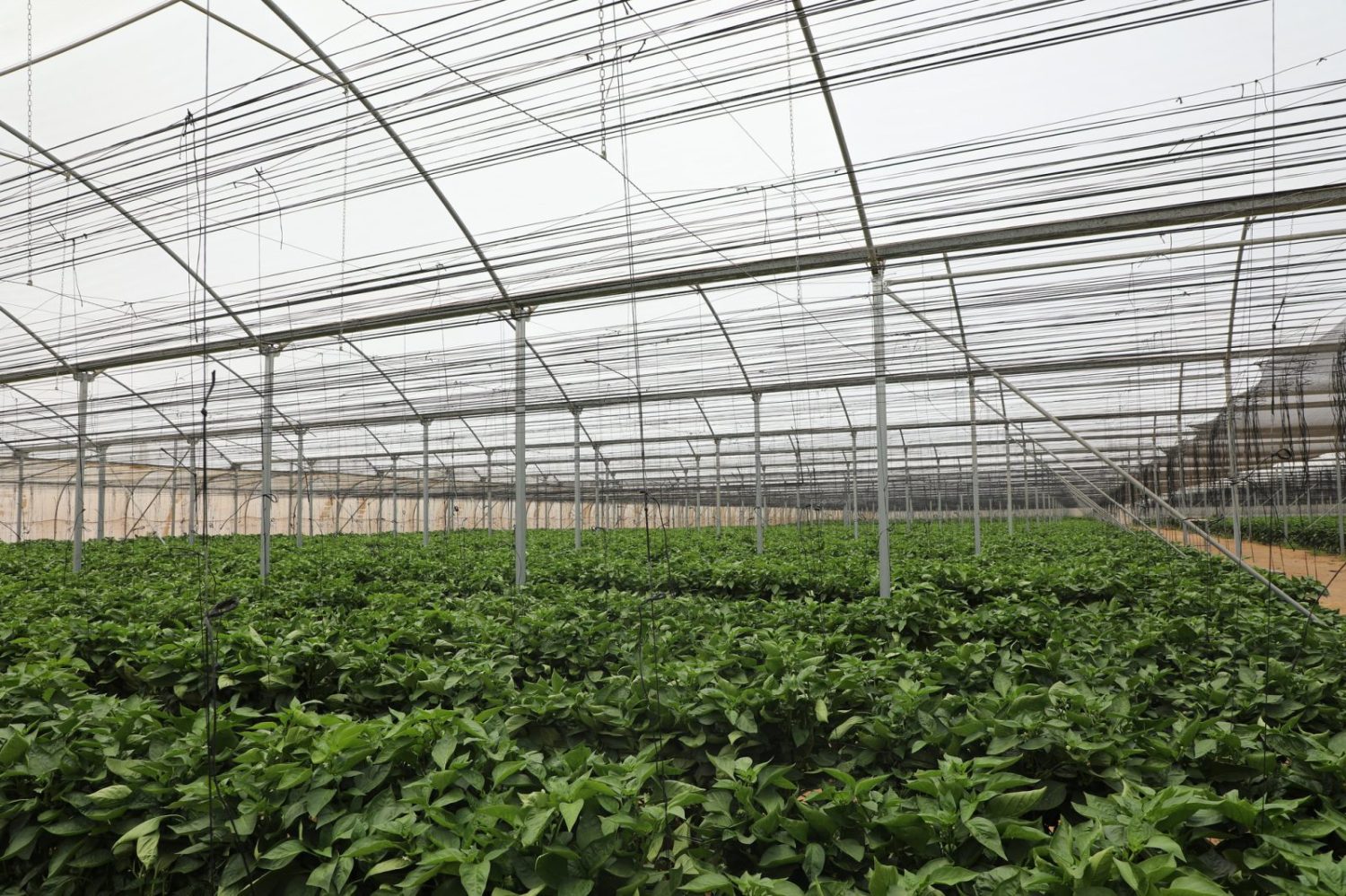 Brasileiros vão conhecer técnica de Israel para produzir alimentos no deserto