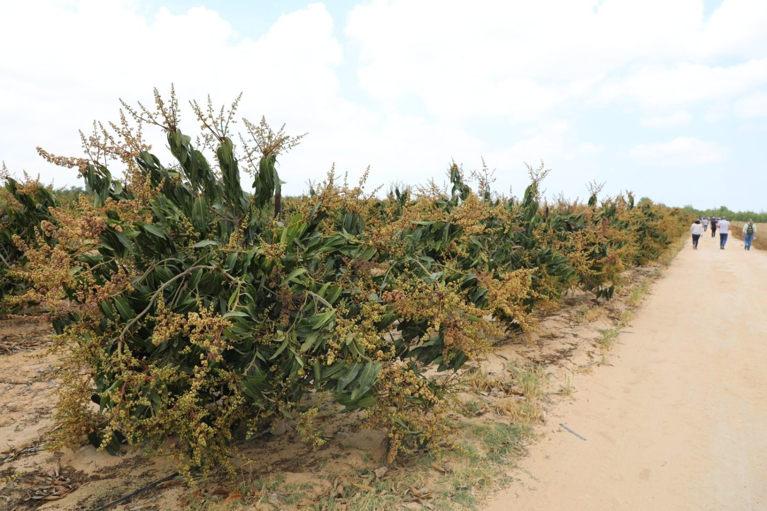 Brasileiros vão conhecer técnica de Israel para produzir alimentos no deserto