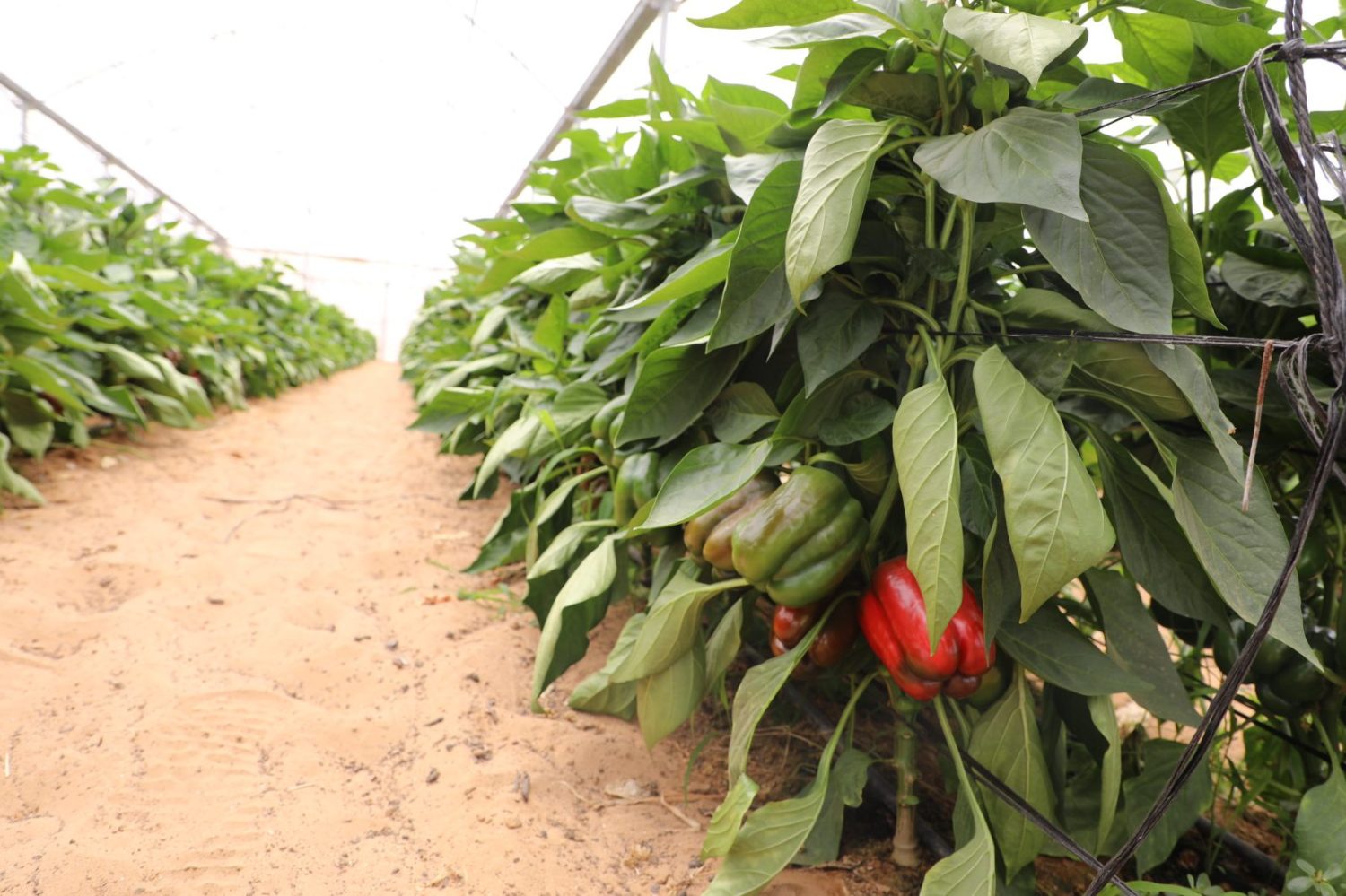 Brasileiros vão conhecer técnica de Israel para produzir alimentos no deserto