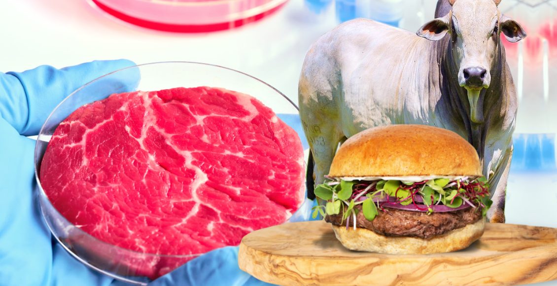 Carne cultiva em laboratório polui até 25 vezes mais que o boi no pasto
