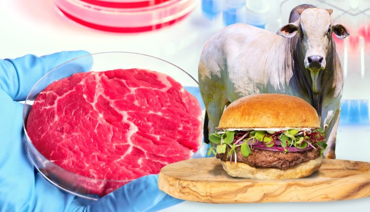 Carne cultiva em laboratório polui até 25 vezes mais que o boi no pasto