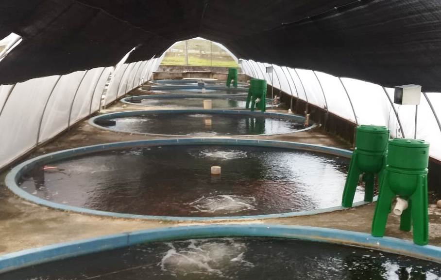 O sistema de alimentação automática Nuter é o único do mercado que inicia o trato automatizado desde a alevinagem trabalhando com rações em pó