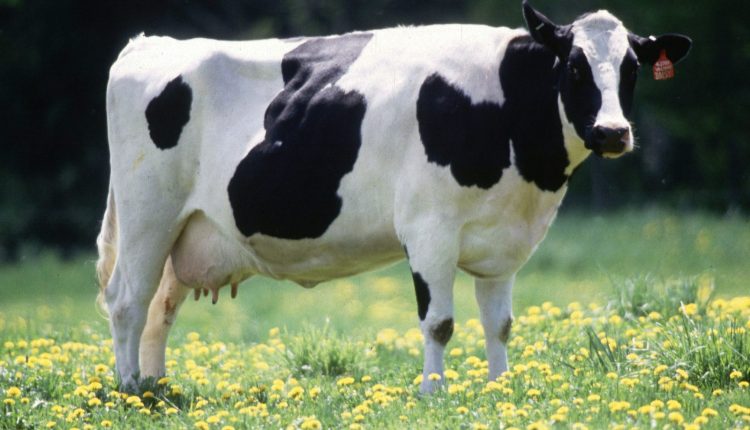 vaca produz insulina