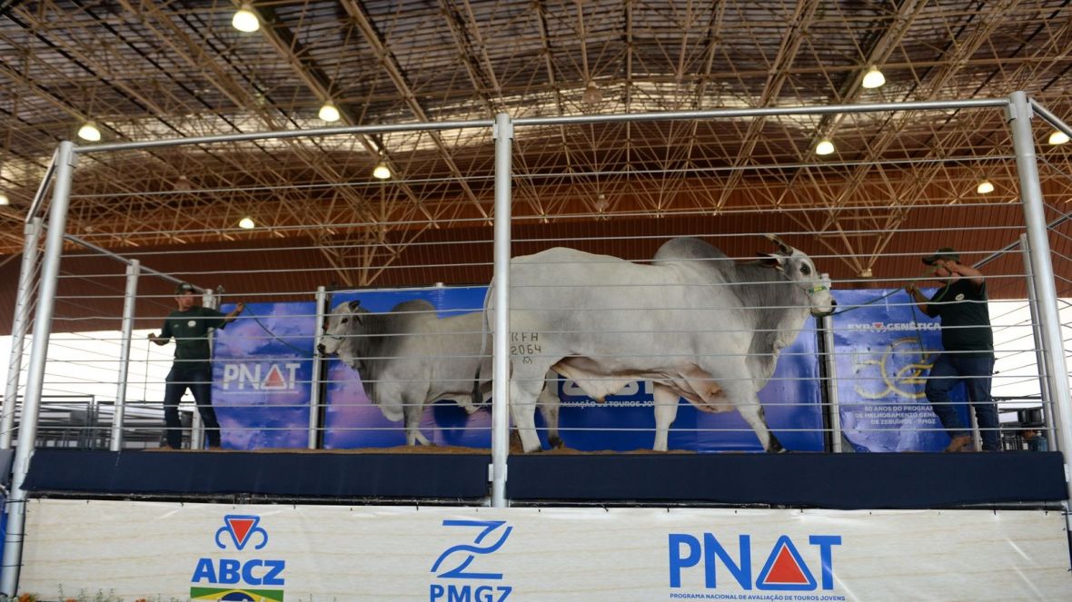 ExpoGenética 2023 - ABCZ prepara programação que destaca o melhoramento genético de zebuínos