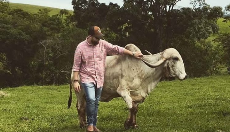 JORGE SAB- Gir padrao - Gir avança em programa de melhoramento para produção de carne de qualidade