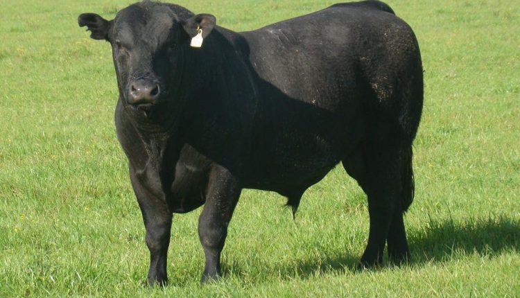 Montana-Black-JP-Agronegocios-foca-selecao-do-gado-Montana-na-alta-produtividade-foto-divulgacao