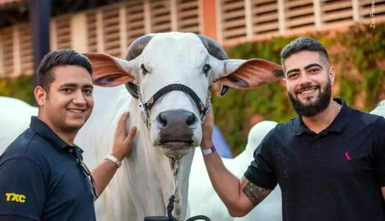 Nelore HeJ, de Henrique e Juliano, faz leilão neste final de semana