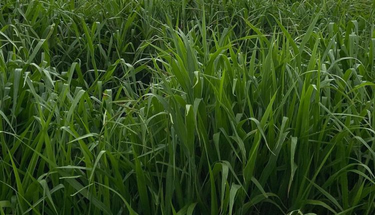 Nova brachiaria promete ser a terceira revolução das pastagens no Brasil