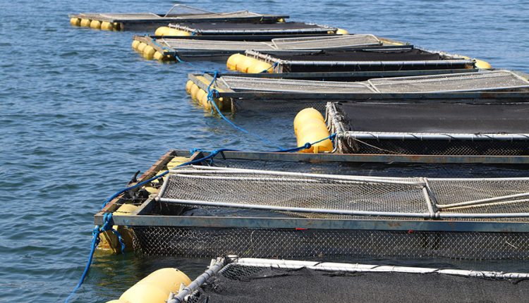 Pesquisa melhora desempenho da produção de tambaqui em tanques-rede